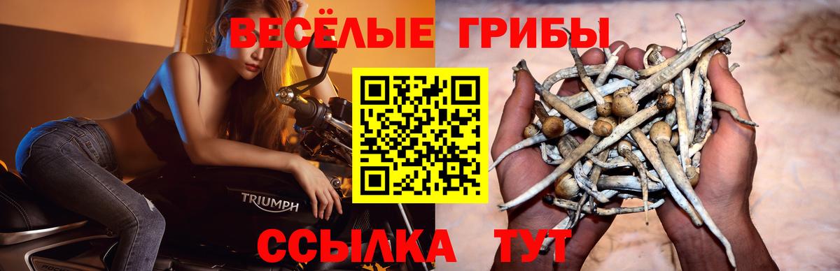 Псилоцибиновые грибы прущие грибы Тихвин